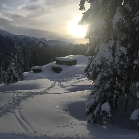 - Vollholz Im Zentrum Von *